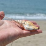 Buddha Stones Natural Shankha Conch Shell Seashell Lucky Necklace Pendant Necklaces & Pendants BS 2