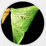 Buddha Stones Tibetan Blessing Outdoor 25 Pcs Triangle Prayer Flag Decoration Decorations buddhastoneshop 12