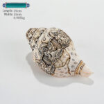 Buddha Stones Tibetan Handmade Engraved Shankha Buddha Avalokitesvara Conch Shell Wealth Decoration Decorations BS 21 Tara 19*10cm
