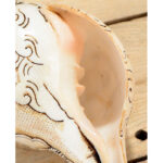 Buddha Stones Tibetan Handmade Engraved Shankha Buddha Avalokitesvara Conch Shell Wealth Decoration Decorations BS 5